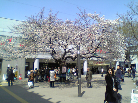 20060331Sakura.jpg