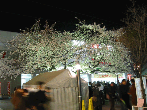 20060401Sakura1.gif