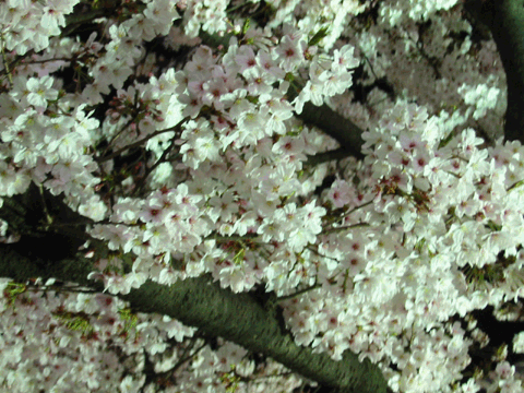 20060401Sakura2.gif