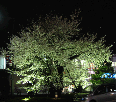 20060401Sakura3.gif